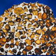 Illustration for article titled 30 Starry Wonders Hiding Inside of Dull Meteorites